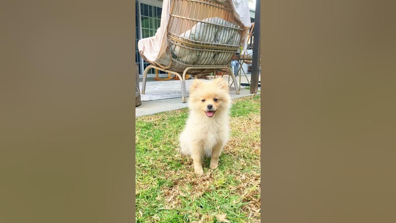 why-dogs-scratch-themselves-pomeranian-funnydog-cutedog-doglover