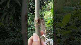 Bambu Unik Combong mukso Tembus Wulung#shorts