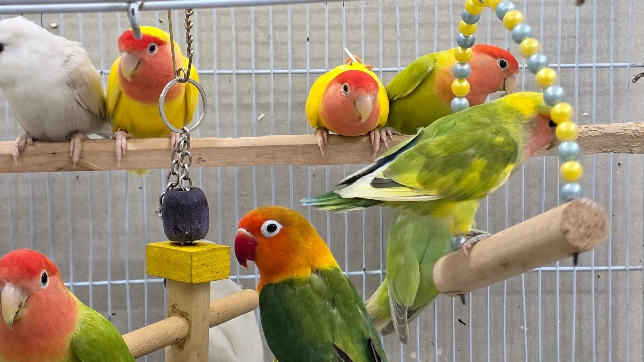 أقوى تغريد لتحفيز طيور الروز والفيشر على التزاوج والإنتاج 💥🦜