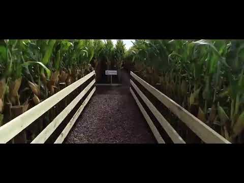 فيديو: هل تزرع الذرة في جميع الولايات الخمسين؟