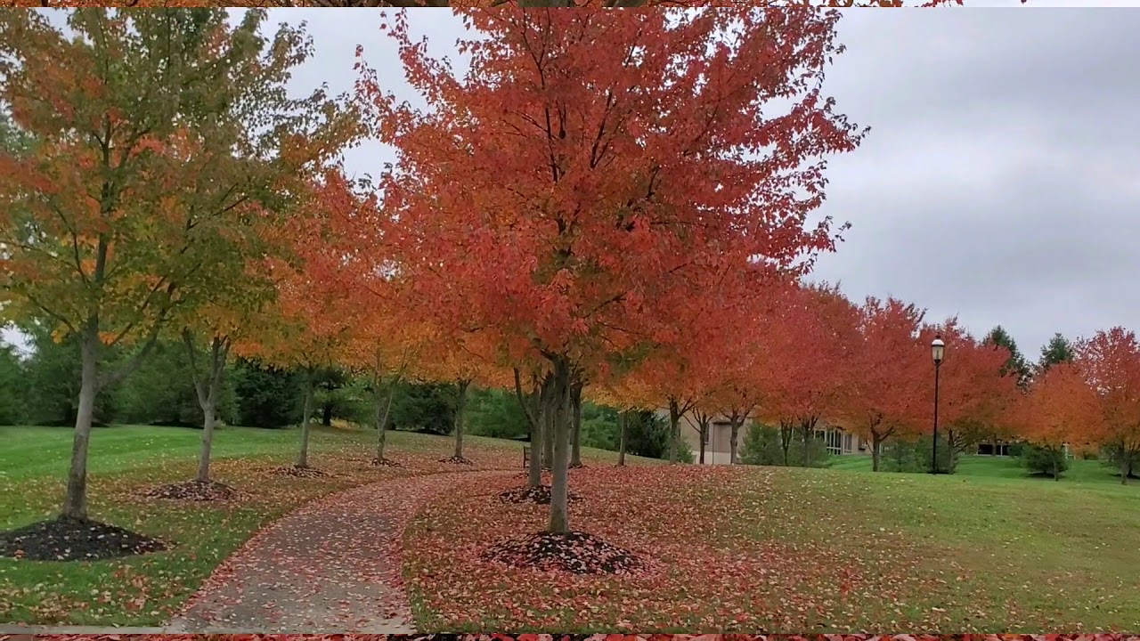 Fall in Cincinnati 2020