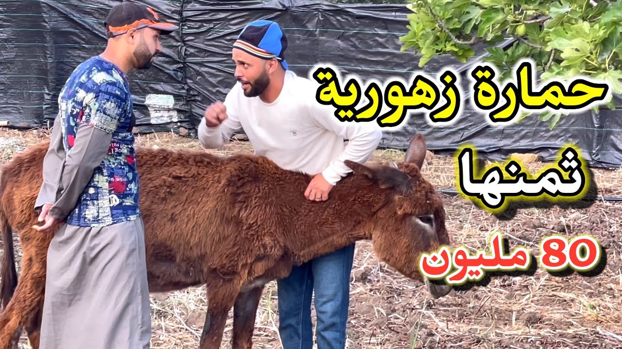 أغلى حمارة في العالم ثمنها 80مليون شوف في الأخير شنو وقع 