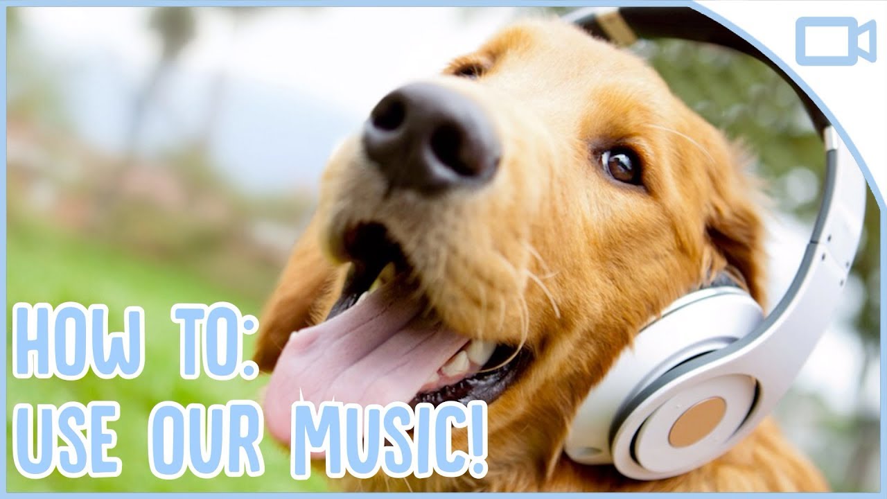 puppy paradise How to Use Relax My Dog Music!