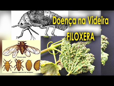 Vídeo: Filoxera da videira: causas e medidas de controle