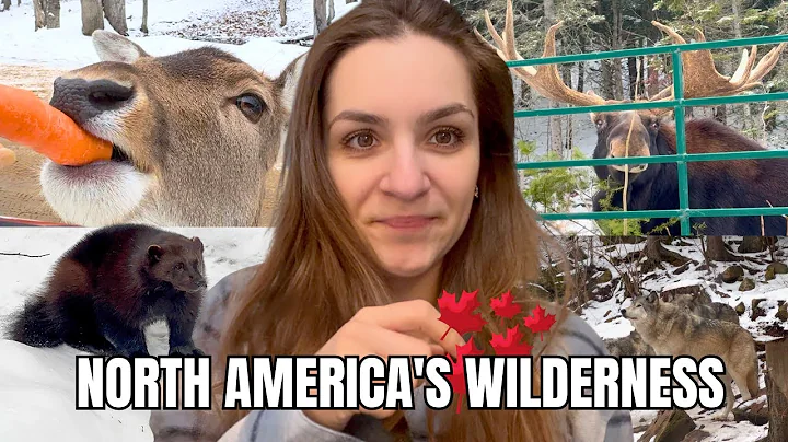 Omega Park: Best Safari Ever! Moose, Wolverine, Wolf, Bear...Feeding Deer and Trying a Maple Poutine