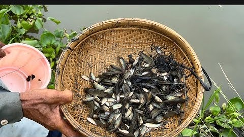 Cùng cháu trang câu cá rô đồng tai đồng so 5 giải cứu cả ro non