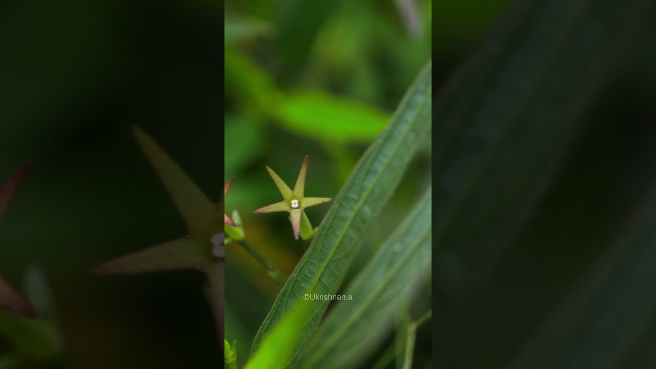 Captured Moments:Wildlife Photography at its Finest 