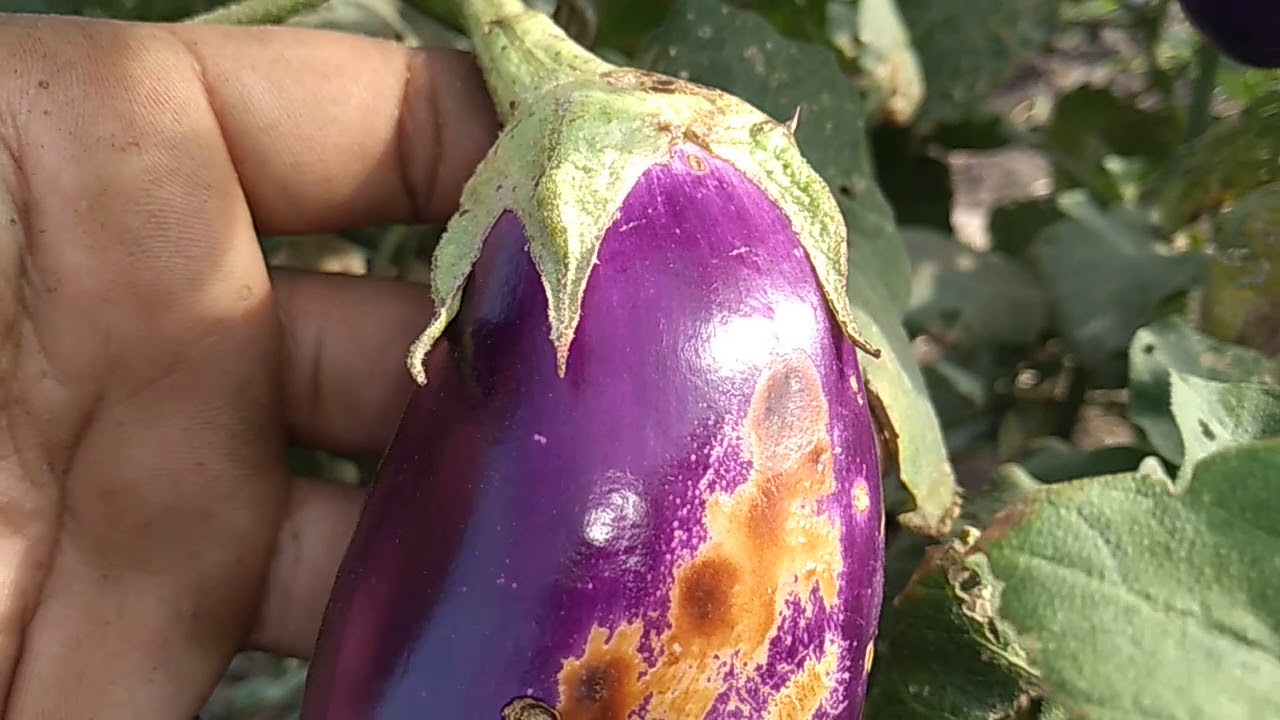 Terong ungu yang banyak manfaat dan lezat. 