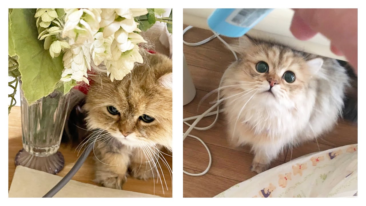 猫 ペルシャ 可愛い 癒し 写真集 Youtube