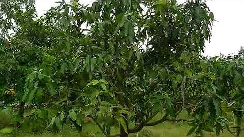 Đất Sào Gần KCN Tánh Linh Hàm Tân Bình Thuận Cao Tốc Phan Thiết Dầu Giây 300 - 450tr mẫu sổ Hồng CLN