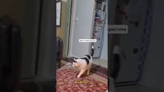 тот самый кот🥰