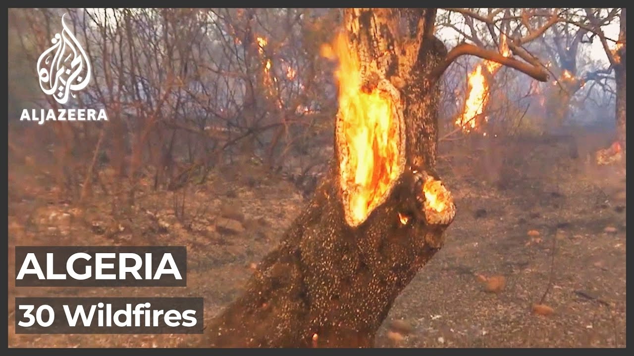 الجزائريون يستنكرون غياب الدعم الحكومي في ظل اشتعال حرائق الغابات