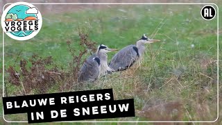 Blauwe reigers door wind en sneeuw | Zelf Geschoten | Vroege Vogels