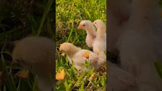 Cute Chicks Sound