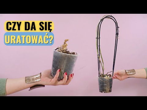 Wideo: Gdzie rosną orchidee? Storczyki na wolności