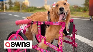 Disabled dog abandoned by owner now rolls in custom PINK WHEELCHAIR | SWNS
