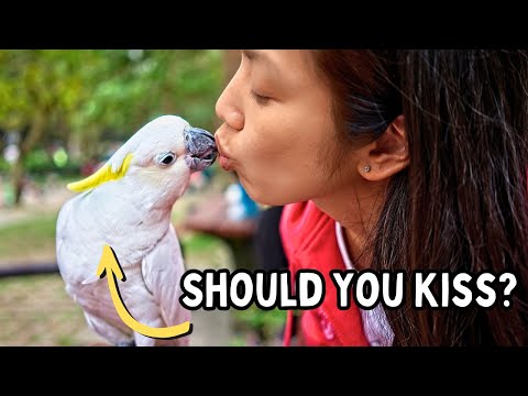 Should You Kiss