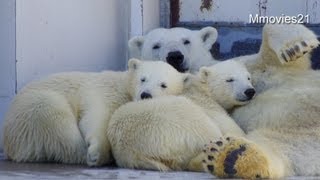 こっちで昼寝だよ〜呼びに行くこぐま〜Polar Bears
