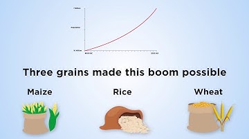 Grain-based functional foods: Carbohydrate & phytochemical components