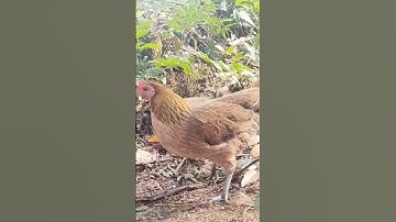 เสียงไก่แม่ร้องดีสุด