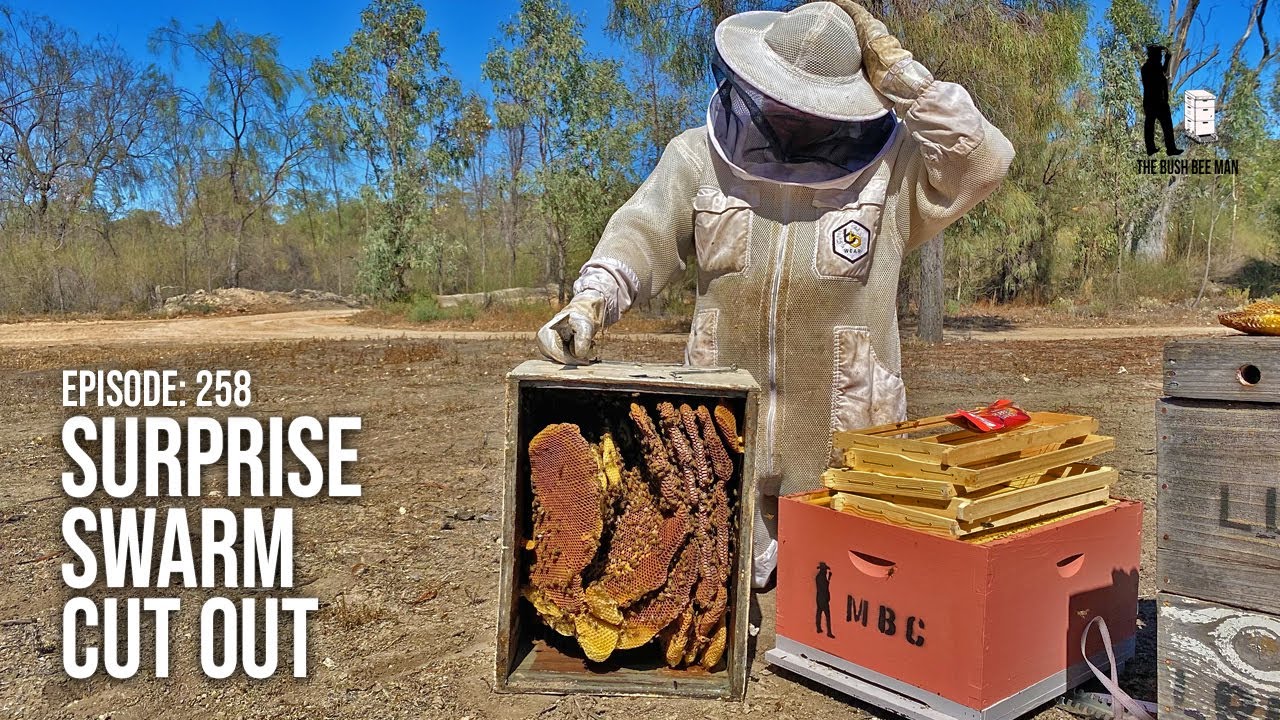 When a Routine Bee Hive Inspection Turns into a Bee Hive Cutout for New Swarm | The Bush Bee Man