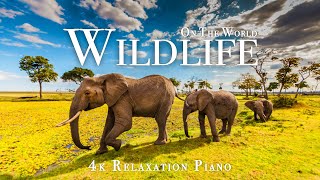 Wildlife On The World 4K  Scenic Wildlife Film With Piano Calming Music, Study, Relaxing