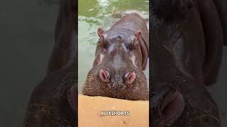 Hippo is hungry  😂~ Building Wooden Log Cabin in Forest | Survival House Step by Step 274