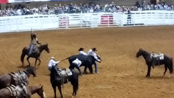 Singleton Ranch FWSSR 1/15/2016 - Wild Cow Milking
