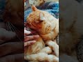 Такой вот Рыжий!😺🐱😺 #минск