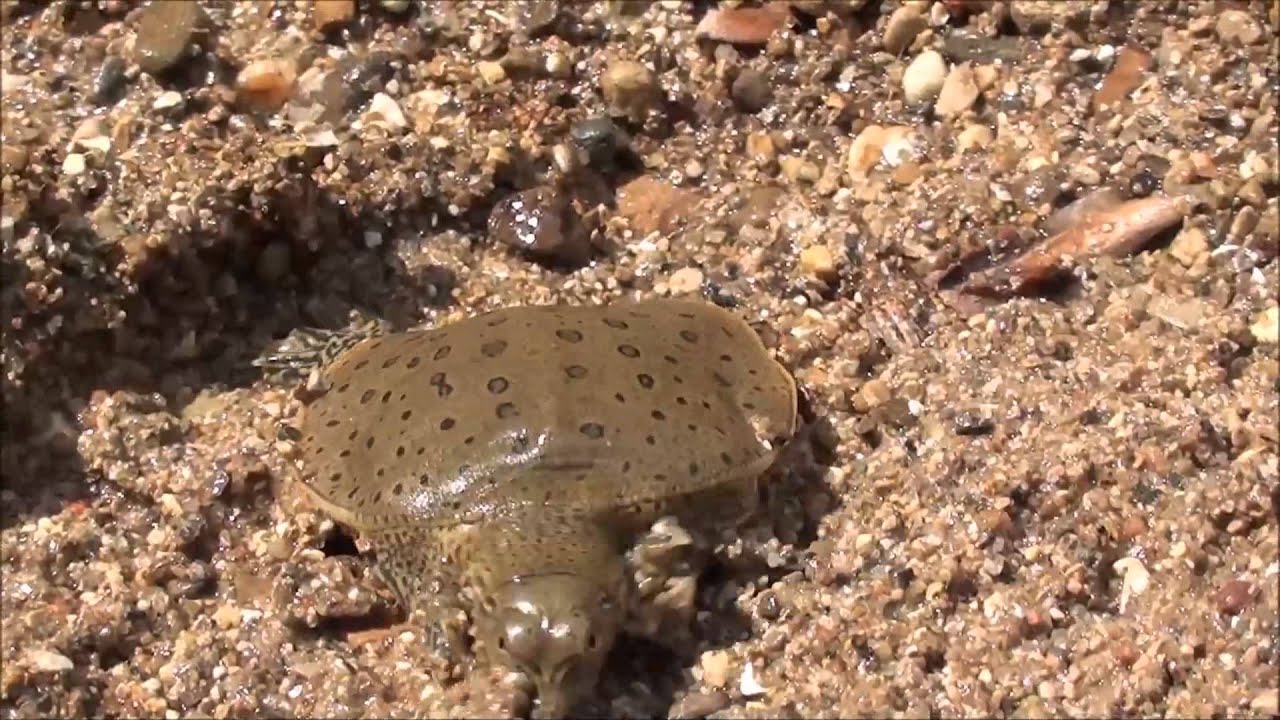 spring court paris Spiny Softshell Turtle Hatchling August 18th 2015