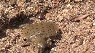 Spiny Softshell Turtle Hatchling August 18th 2015