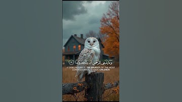 #عبدالله_أحمد_شعبان#قران_كريم #تلاوات_خاشعة#تيك_توك#قرآن#ترند #لايك#اكسبلور#قرآن_الكريم_حالات_واتساب