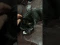 Черный мудрый кот