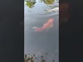 Koi pond relax 40 with these 8 year old fish