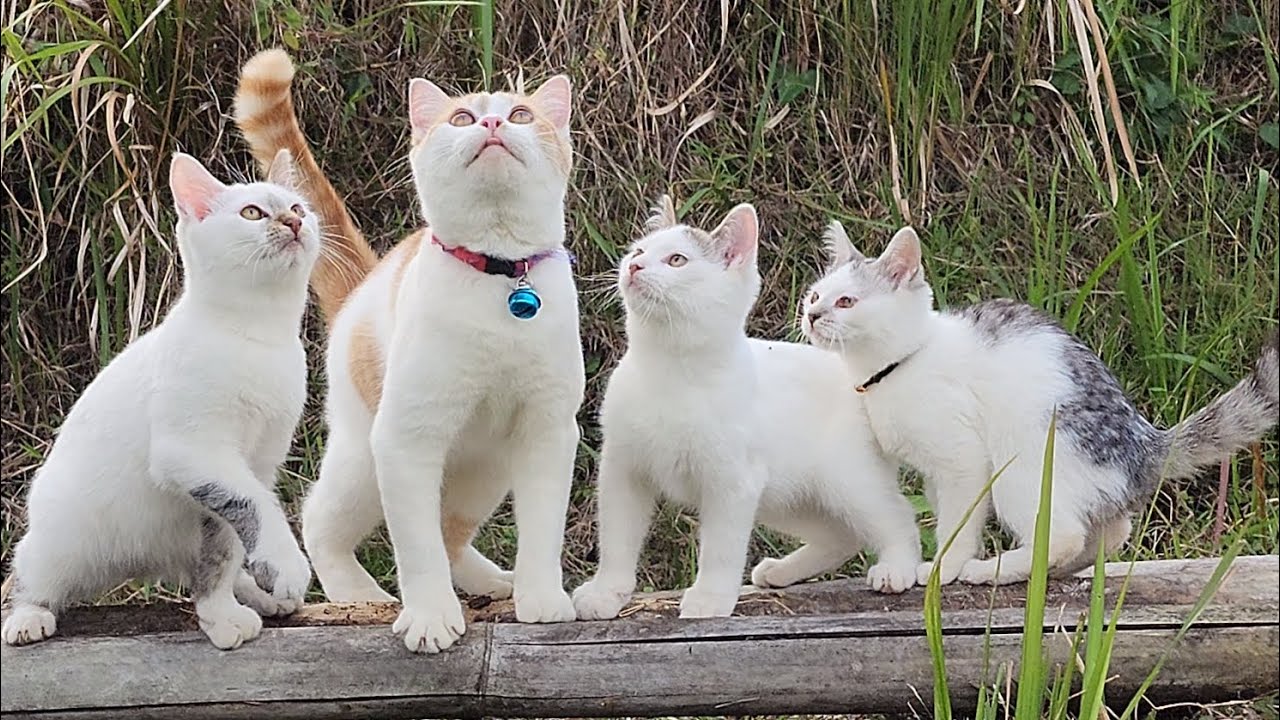 CUTES Kitten Meowing - Cat Cute - Animal 2023 - part 979