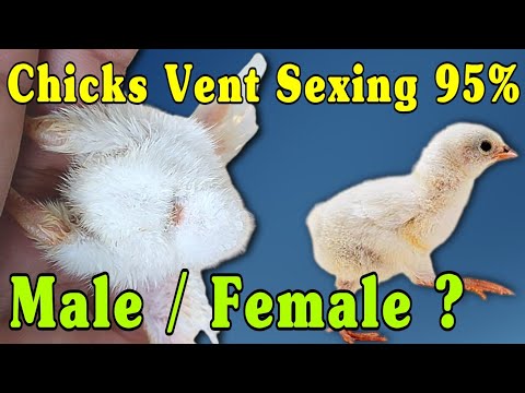 वीडियो: मुर्गे के लिंग का पता कैसे लगाएं