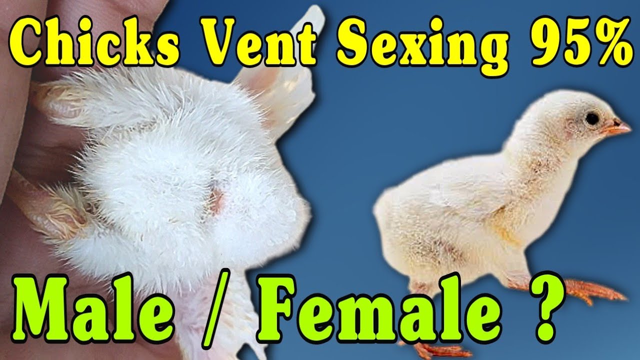 How to identify Male or Female in Chicks Vent Sexing in chicks chicks sexing image