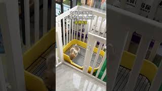 It really works—after hearing this, the dog really goes to the bathroom #Fixed-point urination and d