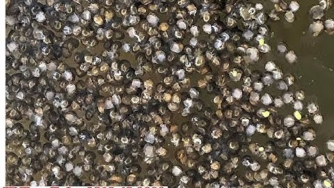 Tại Sao Ốc Con Mới Nở Bị Chết? Cách Dưỡng Tốt Nhất Cho Ốc Con! Ốc Bươu Đen Ninh Thuận, Bình Thuận