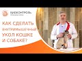 💉 Как сделать внутримышечную инъекцию кошке и собаке? Внутримышечная инъекция кошке и собаке. 18+