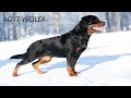 كل المعلومات عن كلاب روتويلر Rottweiler