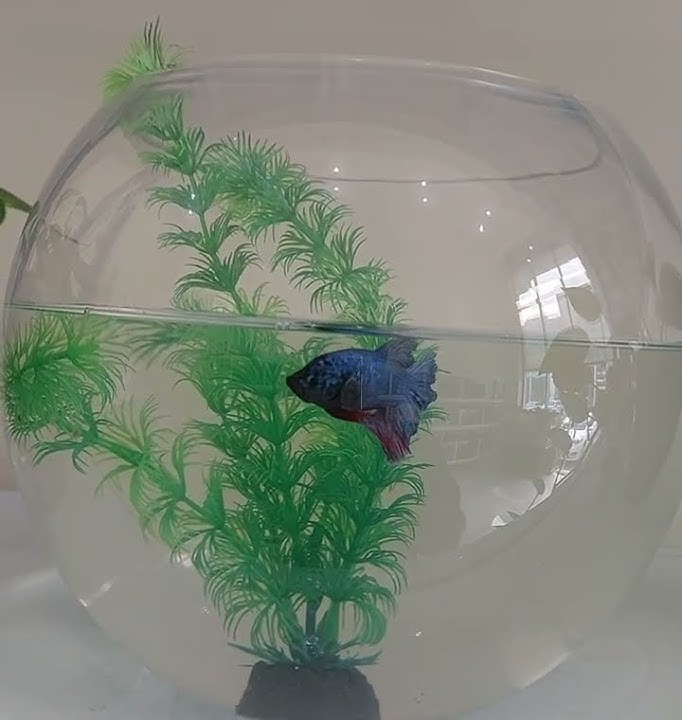 No 64,Al Nayef Souq, Ain Khaled9Call/WhatsApp 00974 7400 264C a Deliverv available anywhere in Doha