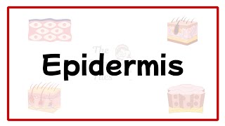Epidermis: Development & Layers of Skin