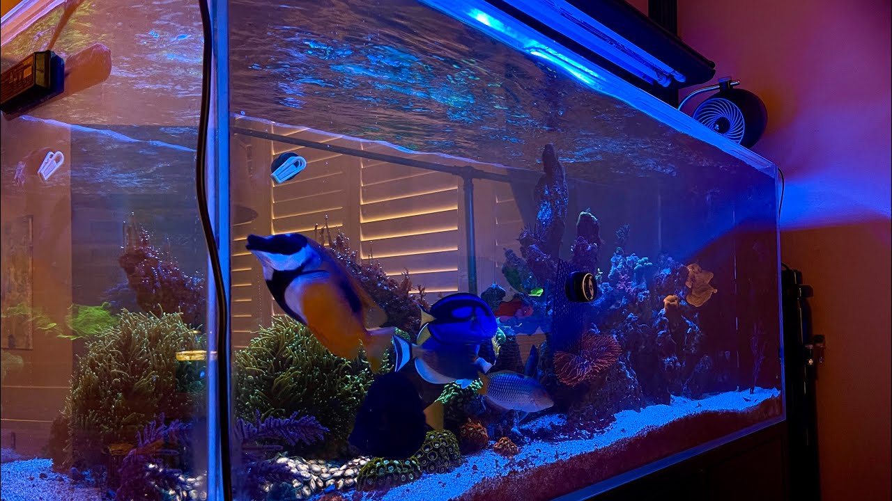 Dino-X Day After 14th Dose - April 16, 2024