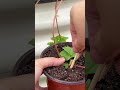 Growing Strawberries from Runners.