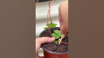 Growing Strawberries from Runners.