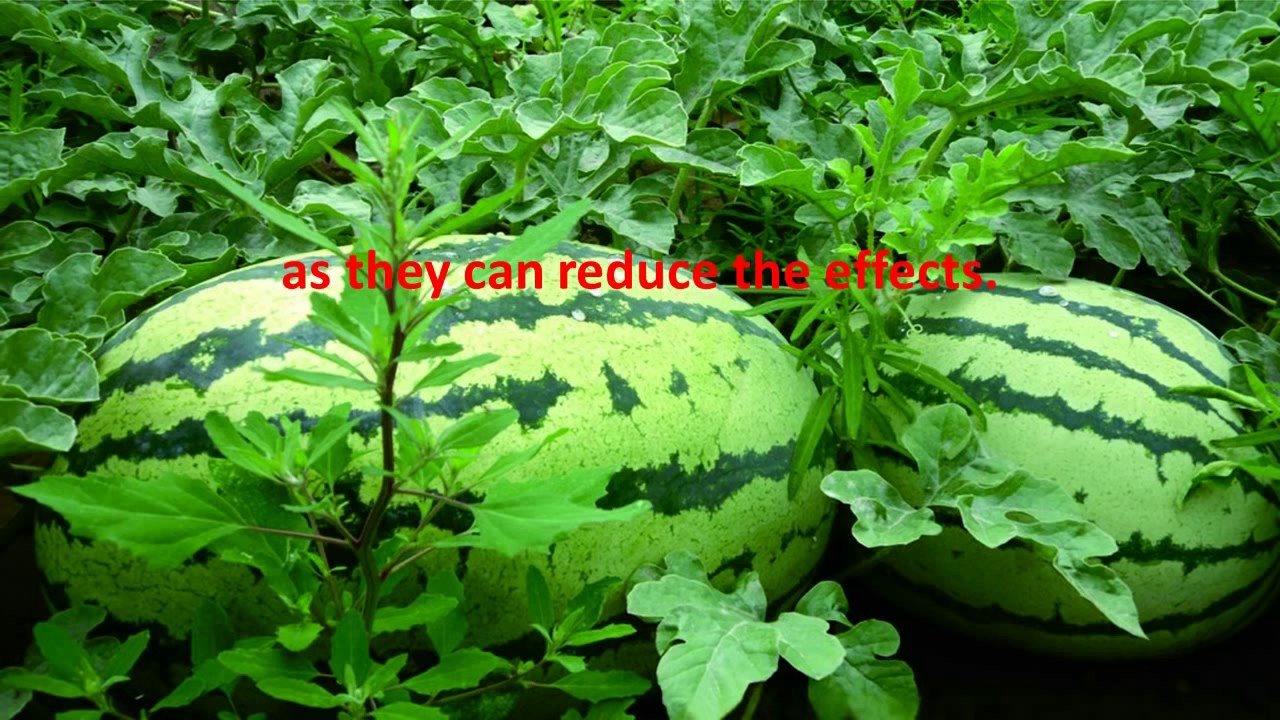 MAKE NATURAL VIAGRA DRINK AT HOME- MAGIC EFFECT