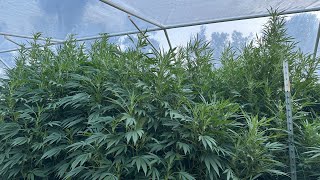 Northern California outdoor grow 2025 vole/mole issues update 