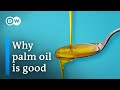 Palm oil isn't as bad as you think