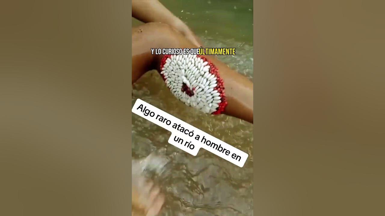 El ataque de las Legumbres MARINAS!!